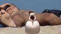 Con de mouette 