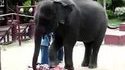 Massage d'éléphant