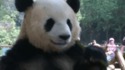 Juste un panda devant la télévision