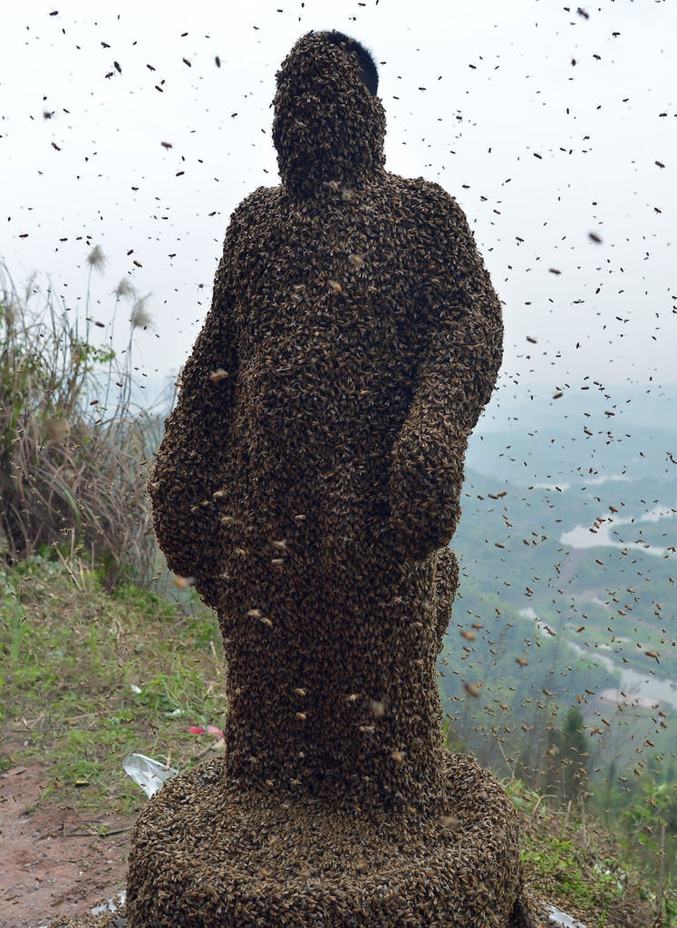 L’apiculteur Elle Ping, 34 ans, se fait presque entièrement recouvrir d’abeilles à Chongqing (Chine). Elle Ping a été recouvert de 45 kilos, environ 460 000 abeilles, en 40 minutes.