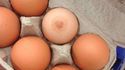 Oeuf ou sein ?