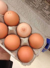Oeuf ou sein ?