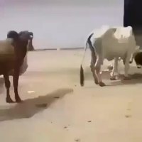 Pourtant si proche