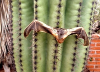 Les fameux ultra-sons faisant fonction de radar...