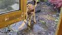 Les chats et l'eau #2
