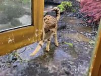 Les chats et l'eau #2