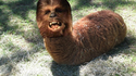 Chewbaccasticot