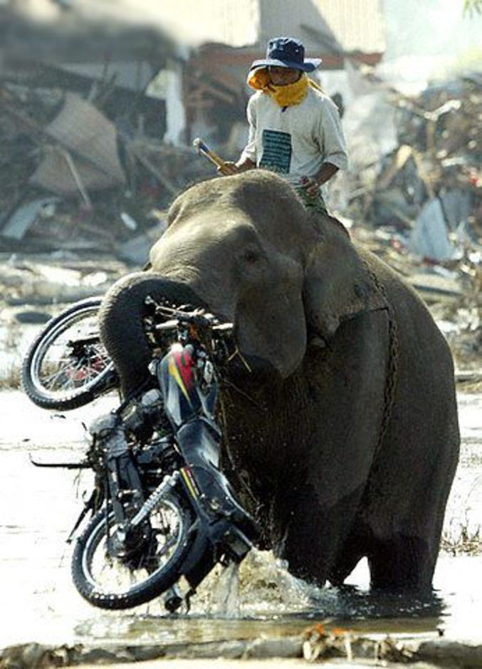 Un éléphant peut se révéler très utile pour sauver ses biens lors d'une inondation.