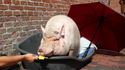 Un cochon mange une glace 