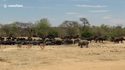 C'est qui le plus fort, le rhino ou les buffles ?