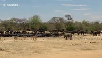 C'est qui le plus fort, le rhino ou les buffles ?