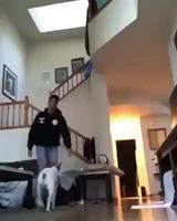 Le meilleur ami de l’homme 