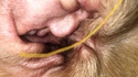 Le président qui murmurait à l'oreille des chiens