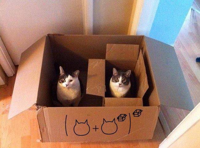 Cat et cat font ?