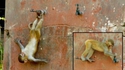 Agile comme un singe