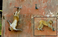 Agile comme un singe
