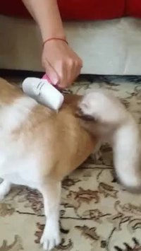 Séance de brossage