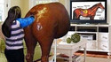 Horse Simulation
