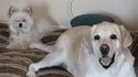 Quand chien content