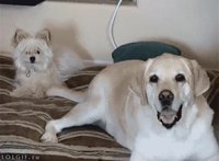 Quand chien content