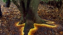 Drôles de racines