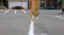 Chat qui pète