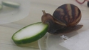 Qui avale une rondelle de concombre