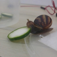 Qui avale une rondelle de concombre
