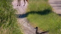 Rien ne sert de courir