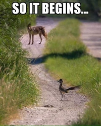 Rien ne sert de courir