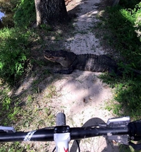 Rencontre insolite à vélo