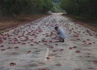 Des crabes par millier