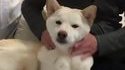 Massage canin