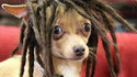 Chihuahua à dreads