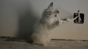 Chat suicidaire