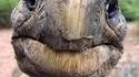 vOICI Jonathan, le plus vieil animal terrestre vivant connu au monde. C'est son 188e anniversaire
