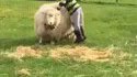 Un mouton qui ne se sent plus 