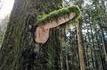 Scout un jour : La forêt