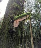 Scout un jour : La forêt