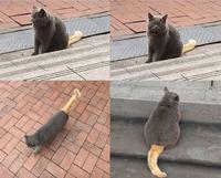 Y'en a, ils ont le corps sombre et la queue claire... y'en a, c'est le contraire !