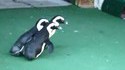 Animaux VS pointeur Laser