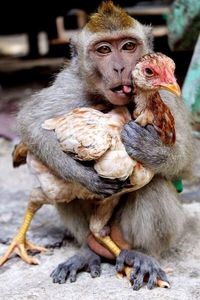 Il a chopé une poulette
