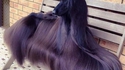 On a un budget shampoing pour le chien