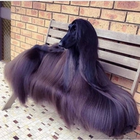 On a un budget shampoing pour le chien