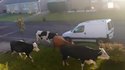 Invasion de vaches