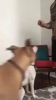 Chien sourd 
