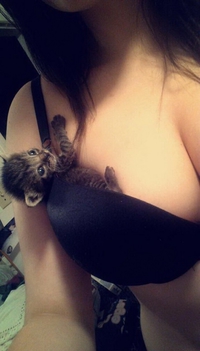 Chaton au balcon