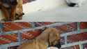Cat and dog