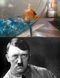 Un poisson qui n'est pas que rouge