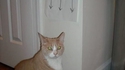 S'il y a un chat ici
